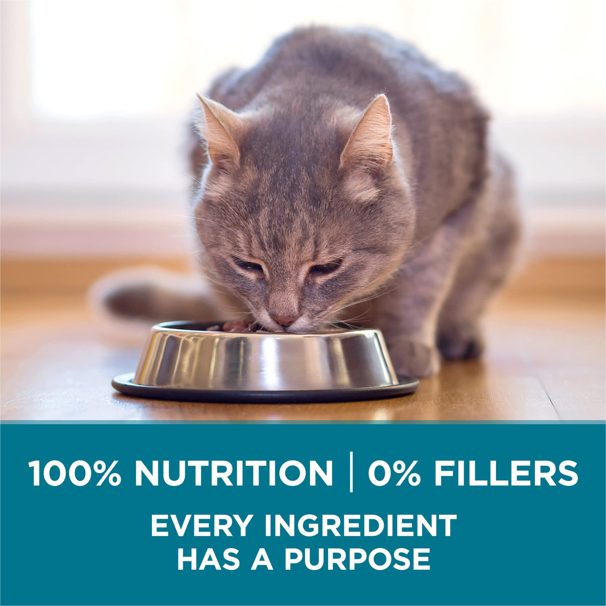 Dry Cat Food, Salmon, 7 lb Bag I294