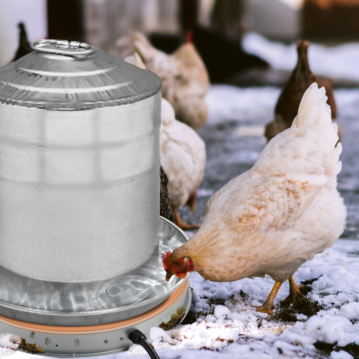 Heated Chicken Waterer 5 Gallon 125W T413940
