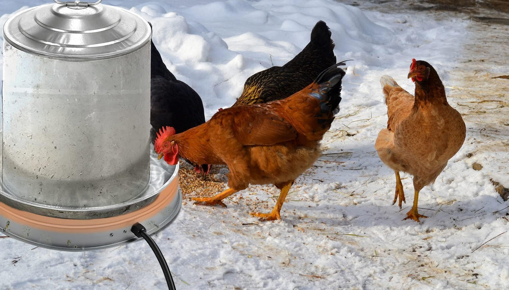 Heated Chicken Waterer 5 Gallon 125W T413940