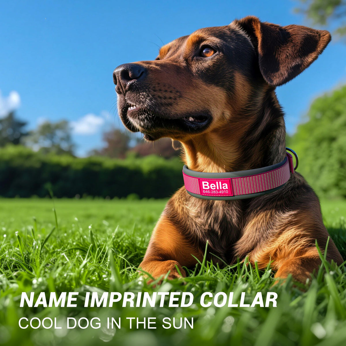Personalized Reflective Dog Collar A517